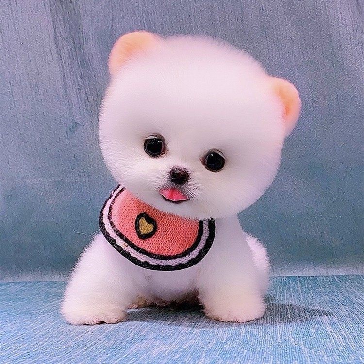 纯种博美幼犬活体家养不大小型茶杯可爱网红狗狗