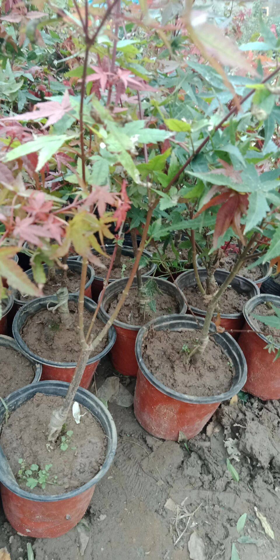 红枫树苗小苗红红三季日本小区庭院叶植物美国绿植