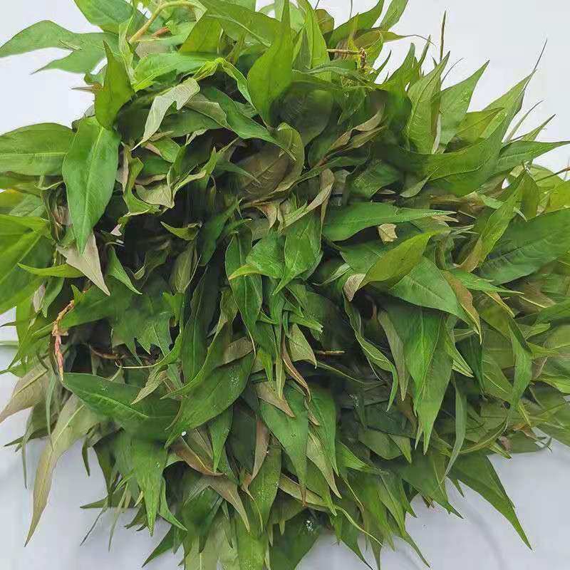 新鲜柳叶香辣柳香柳菜叻沙叶越南香料傣味泰国其它