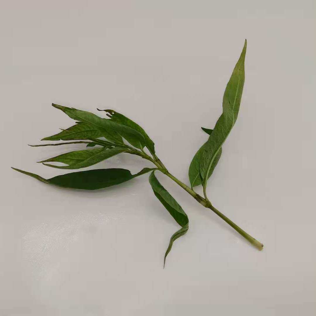 新鲜柳叶香辣柳香柳菜叻沙叶越南香料傣味泰国其它