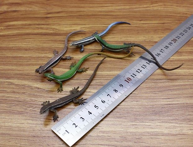 静态奇谭俱乐部原色图鉴仿真动物蜥蜴模型仿真