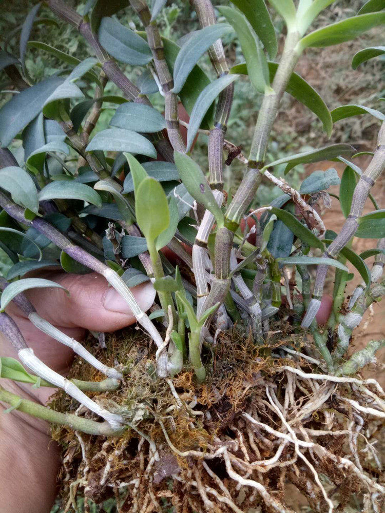 云南红杆铁皮石斛鲜条大苗盆栽三年老条带根500克石斛枫斗种苗