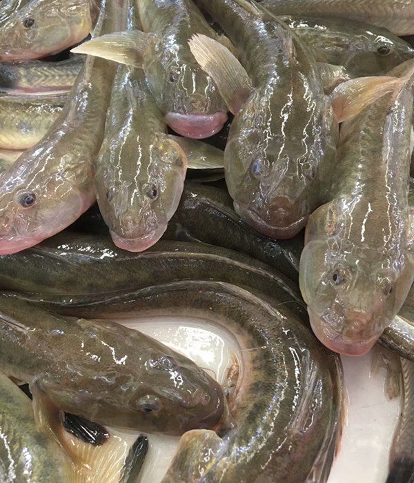 连云港特产 鲜活沙光鱼 赛龙王虾虎鱼美味可口营养丰富10元/250克