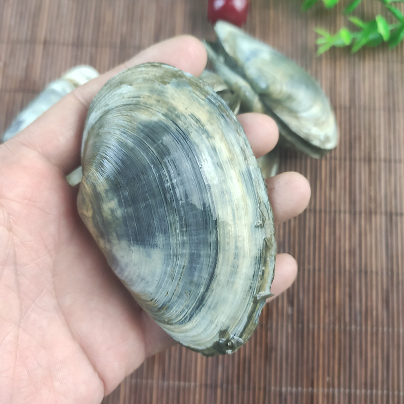 象鼻大连海鲜野生鲜活小象象拔蚌贝类刺身烧烤青口贝