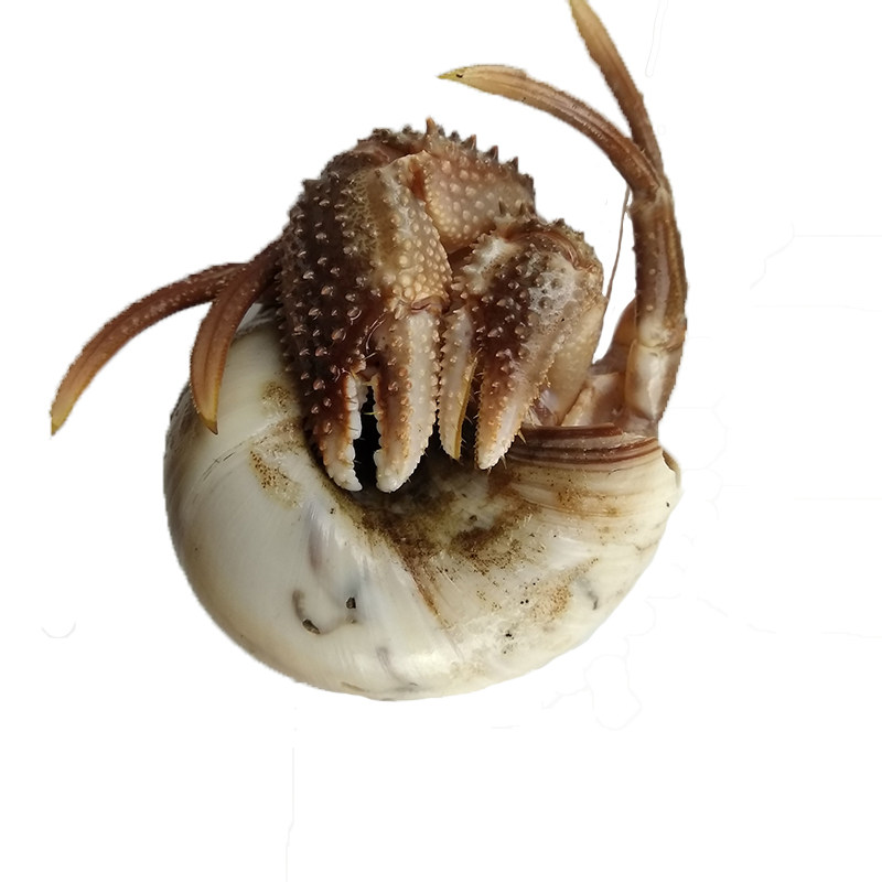 大连海鲜特产鲜活虾怪活体食用天然野生小螃蟹活虾