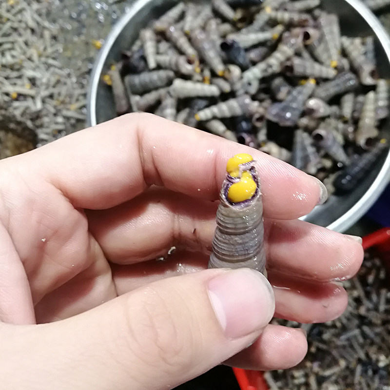 大连田螺角螺锥螺尖螺海螺新鲜海野生海螺丝去尾海螺