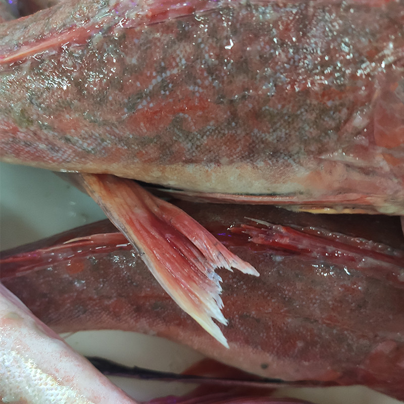 大连农场红头野生海飞鱼鲜活生鲜豆腐红鱼绣鞋巴沙鱼