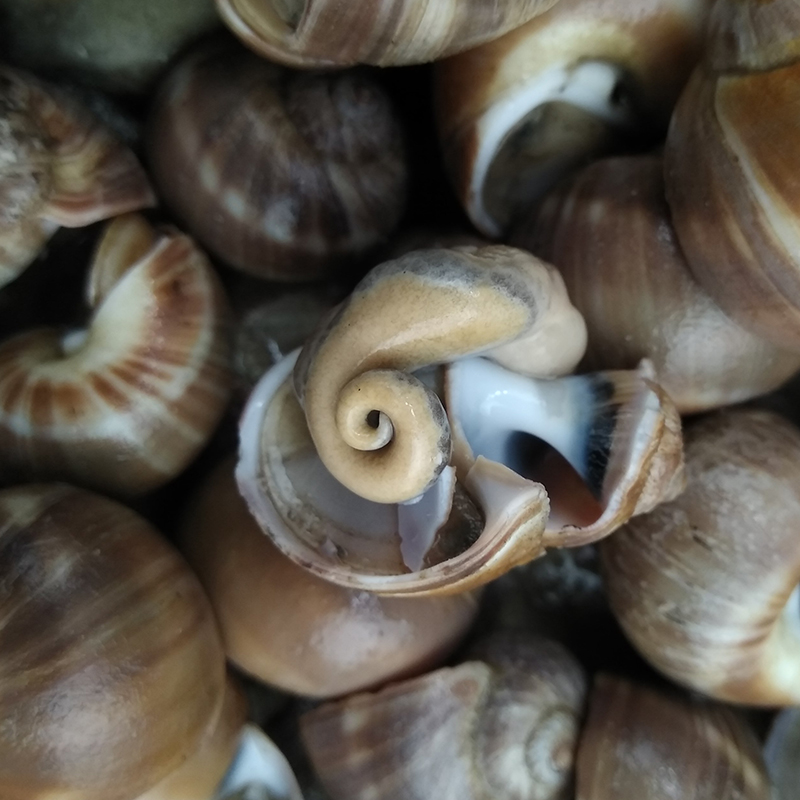 大连海鲜田螺野生沙螺鲜活大香肚脐螺扁玉螺海螺