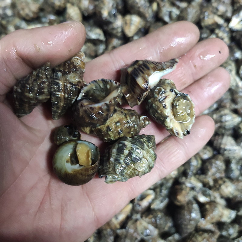 大连海鲜苦螺海螺产盘螺辣菠萝无沙野生荔枝泥螺