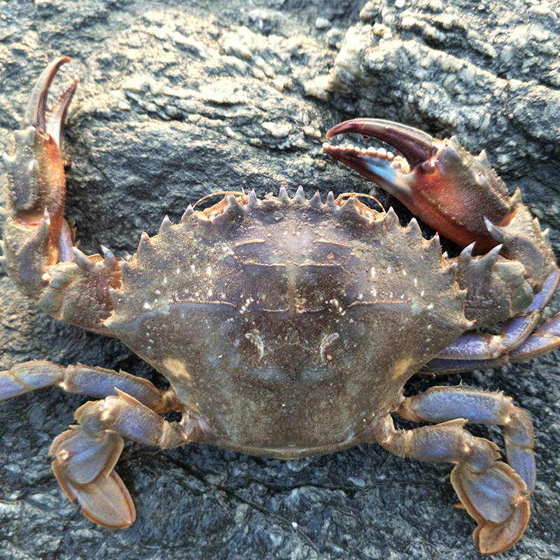 大连连海鲜花盖蟹石鲜活蟹石甲大花蟹海捕海螃蟹青蟹