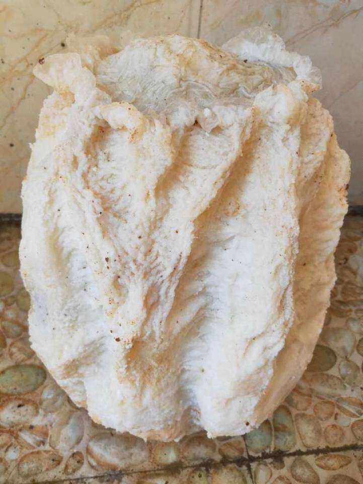 千年精品百年一遇太岁灵芝野生整体17斤完好灵芝制品