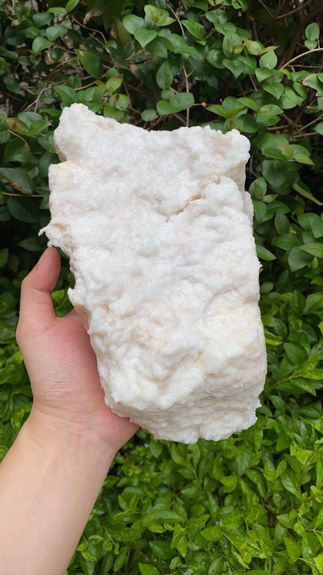 纯天然特级高品质灵芝长白山太岁石太岁溶洞野生纯野灵芝制品