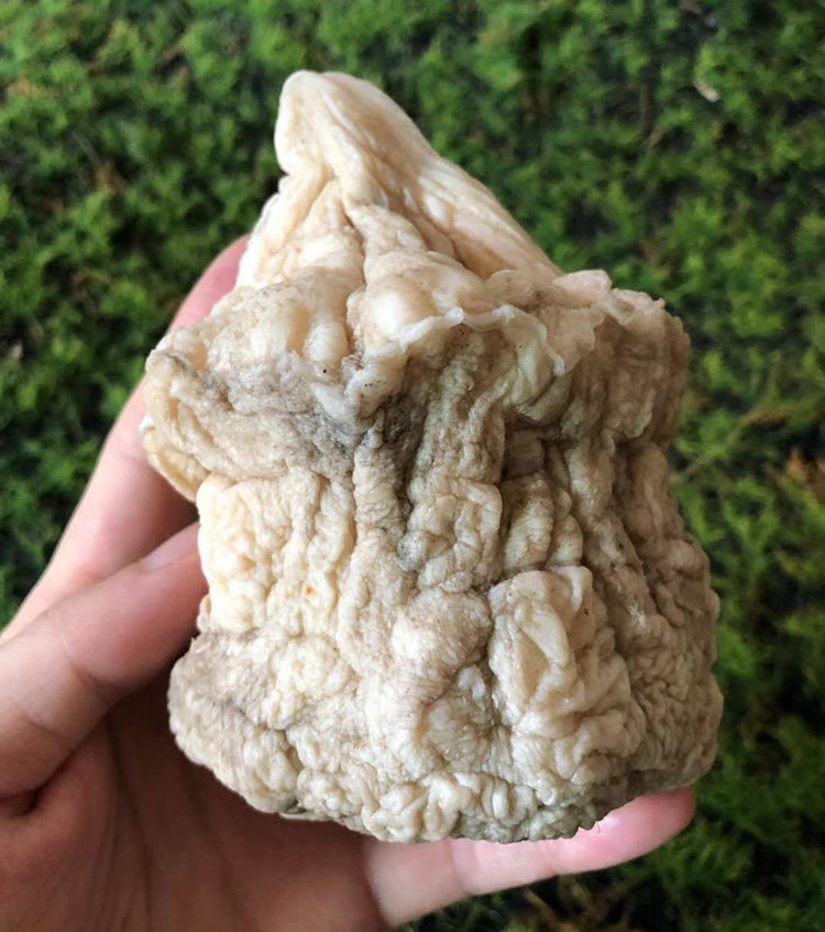 【皱褶漂亮老皮太岁】太岁 肉灵芝 活体 野生 整体 小精品 340克