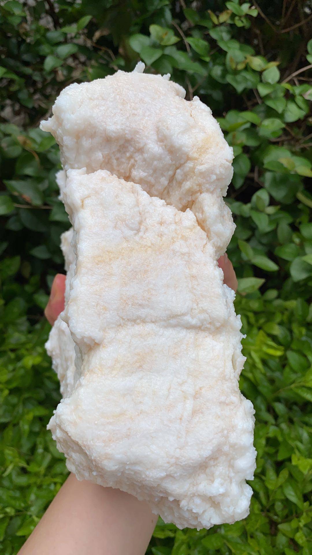 纯天然特级高品质灵芝长白山太岁石太岁溶洞野生纯野灵芝制品