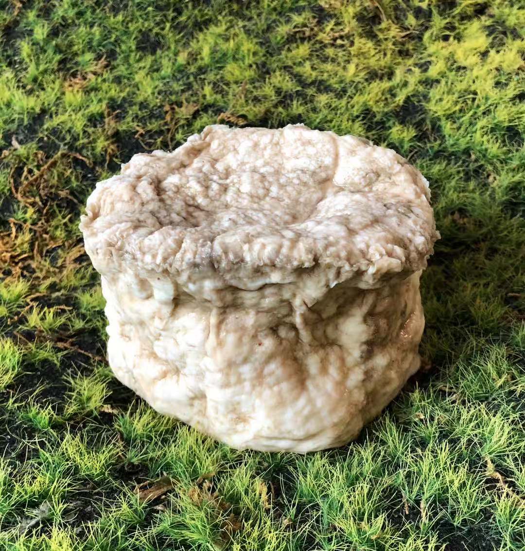 太岁千年精品老肉灵芝活体野生整体470克皮特灵芝制品