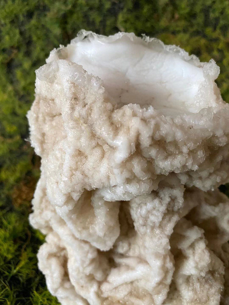 【8年实体店】 太岁 肉灵芝 活体 整体野生 一斤 老皮小精品