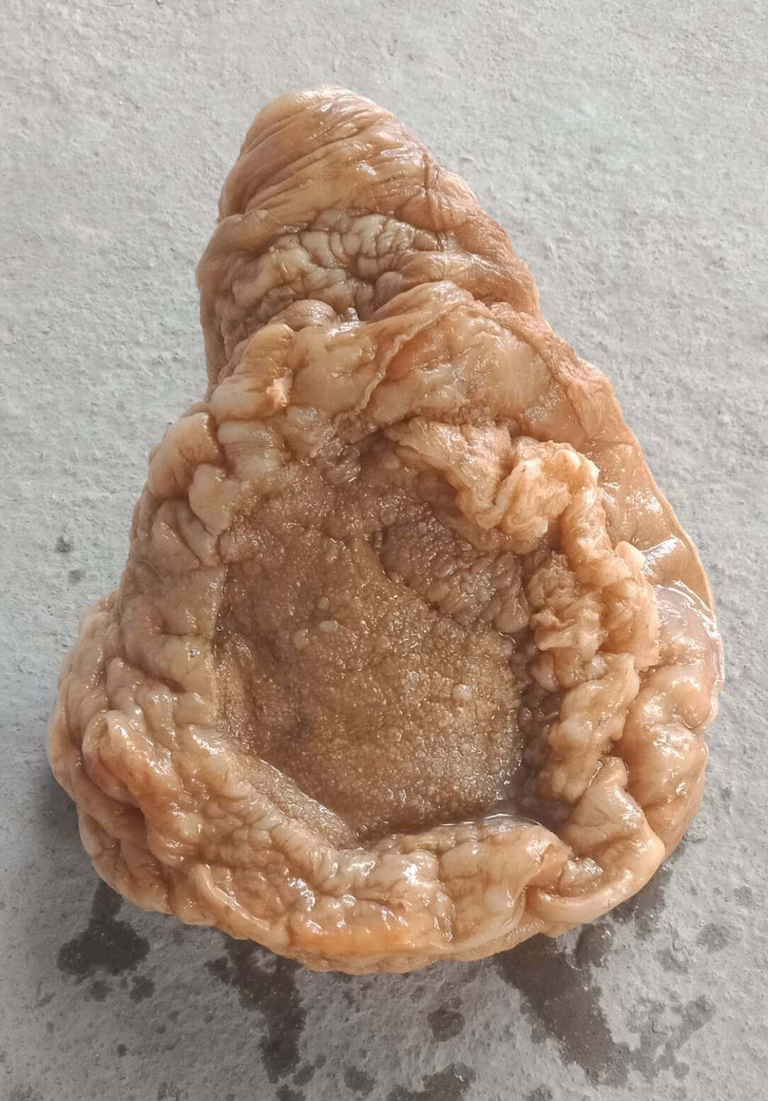 太岁千年精品肉色蹄筋灵芝2斤肉质很好无污染灵芝制品