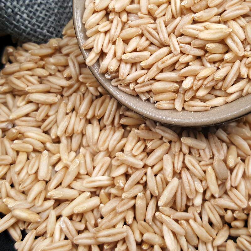 燕麦5斤东北黑龙江麦米胚芽麦粒生裸莜麦五谷杂粮面粉