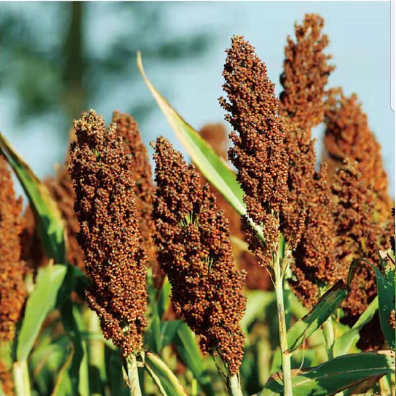 新鲜甜杆东北甘蔗高粱芦粟种子自家留种颗颗甜其它