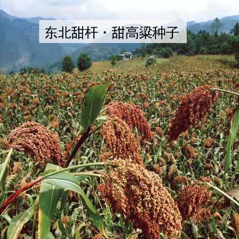 新鲜甜杆东北甘蔗高粱芦粟种子自家留种颗颗甜其它