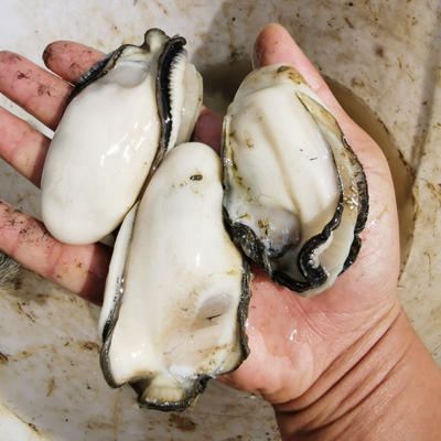 1斤广东台山肉鲜活现特大牡蛎肉生蚝肉500g生蚝