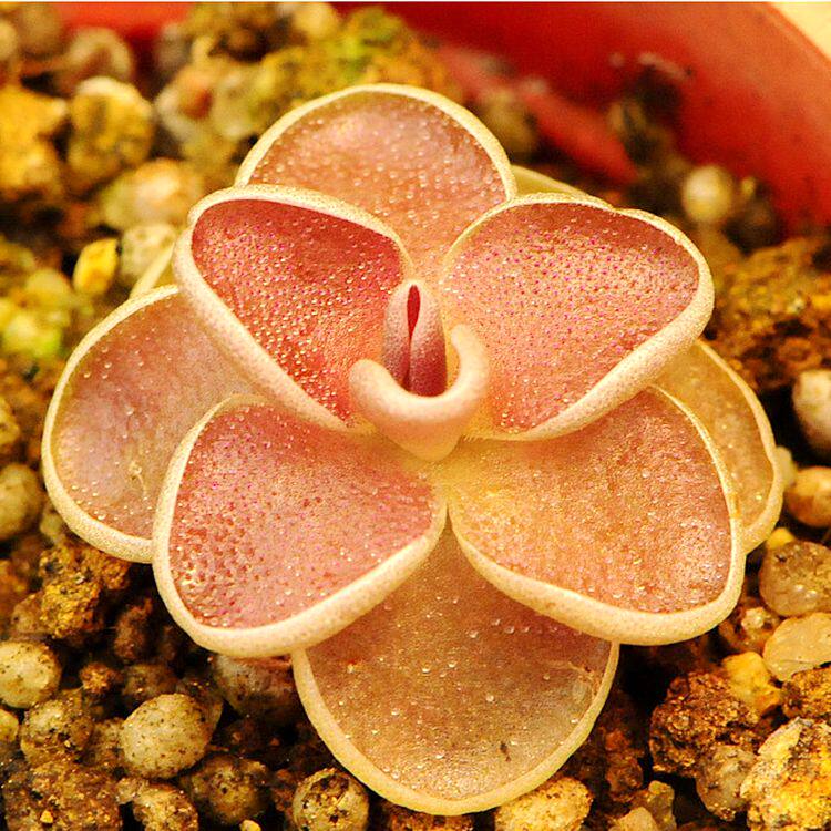 爱兰捕虫堇多肉食食虫植物食人花捕蝇草驱蚊绿植