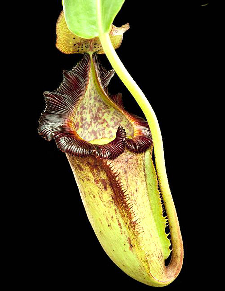 大猪tm猪笼草食虫植物低地高地品种非常可爱绿植