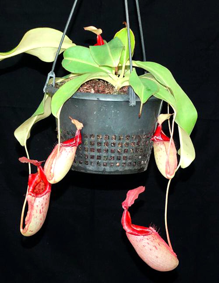 马来王交维奇猪笼草食虫植物低地高地品种非常绿植