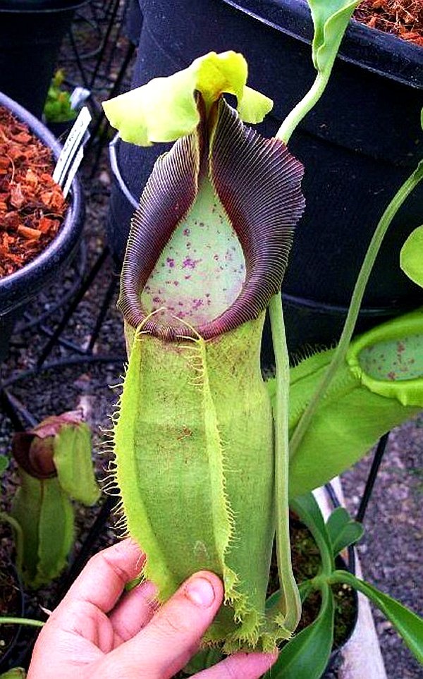 猪笼草匙叶食虫植物漂亮亮可爱的笼子稀有spathulata食虫植物