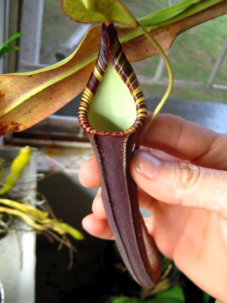 陈氏猪笼草食虫植物低地高地品种非常可爱漂亮的笼子