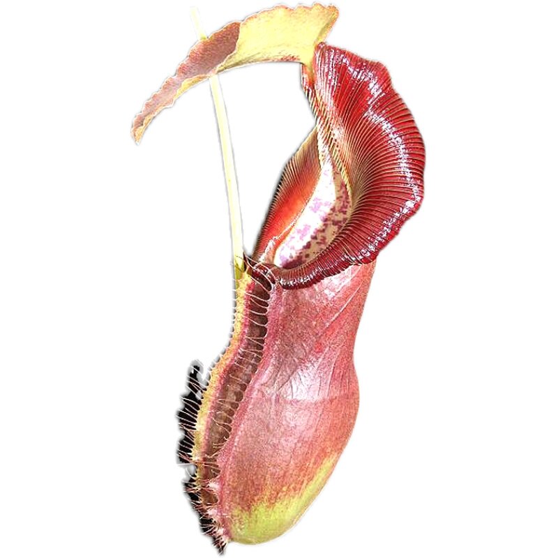 匙叶新欣佳浪山猪笼草食虫植物漂亮可爱spathulatasingalana食虫植物
