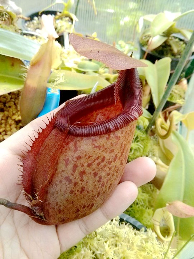 马来王交惊奇猪笼草食虫植物低地高地品种非常绿植