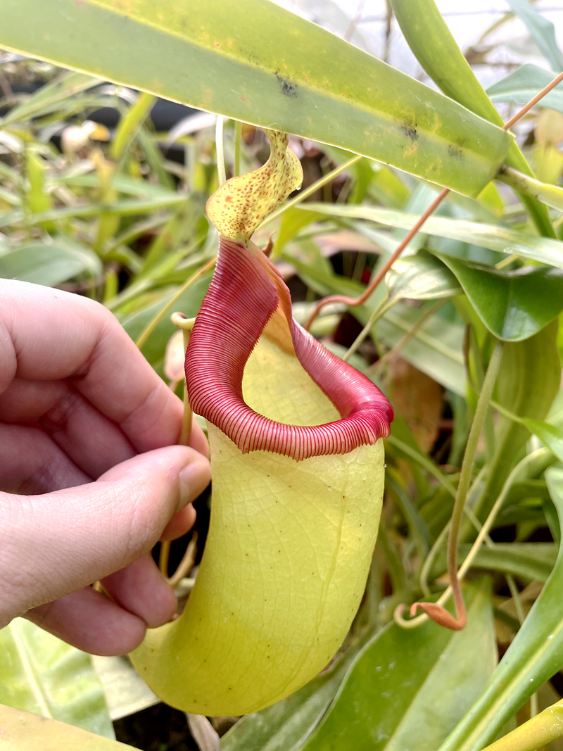 葫芦维京海盗猪笼草食虫植物低地ventricosaviking母花绿植