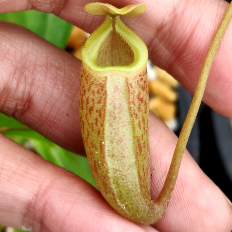 蓝山交辛布亚猪笼草食虫植物低地高地品种非常绿植