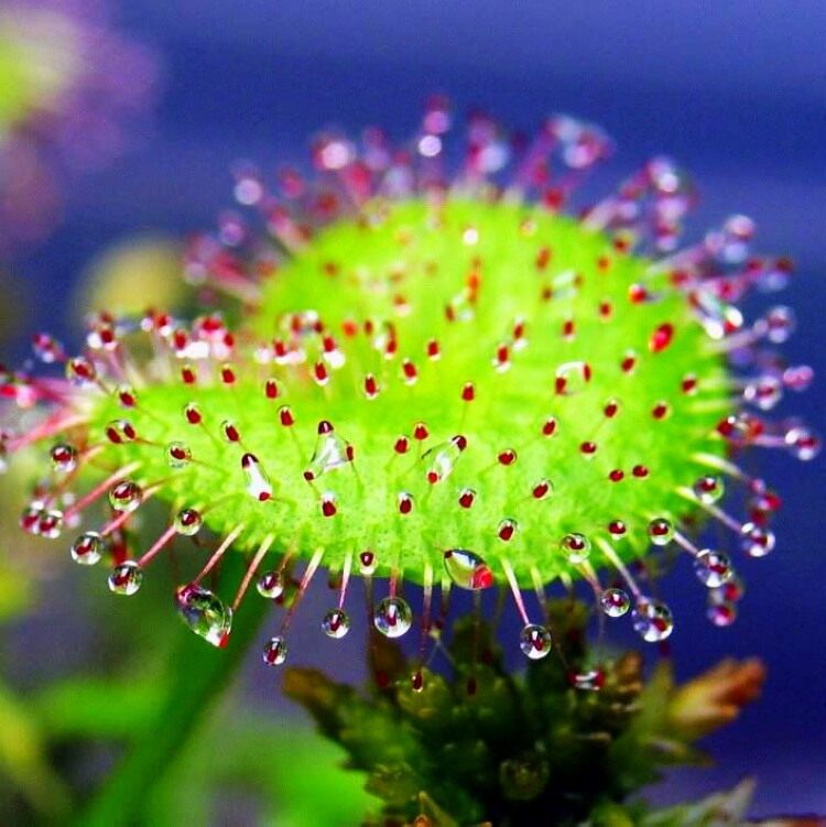 负子爱心茅膏droseraprolifera食虫植物捕蚊草捕虫草绿植