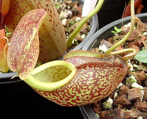 裸瓶猪笼草食虫植物漂亮亮可爱的笼子稀有原种食虫植物