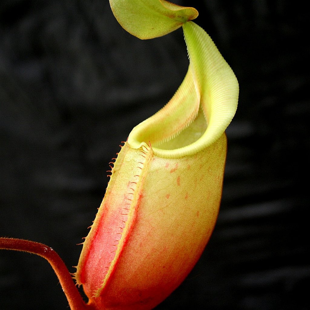 维奇惊奇猪笼草食虫植物漂亮亮可爱的笼子稀有食虫植物