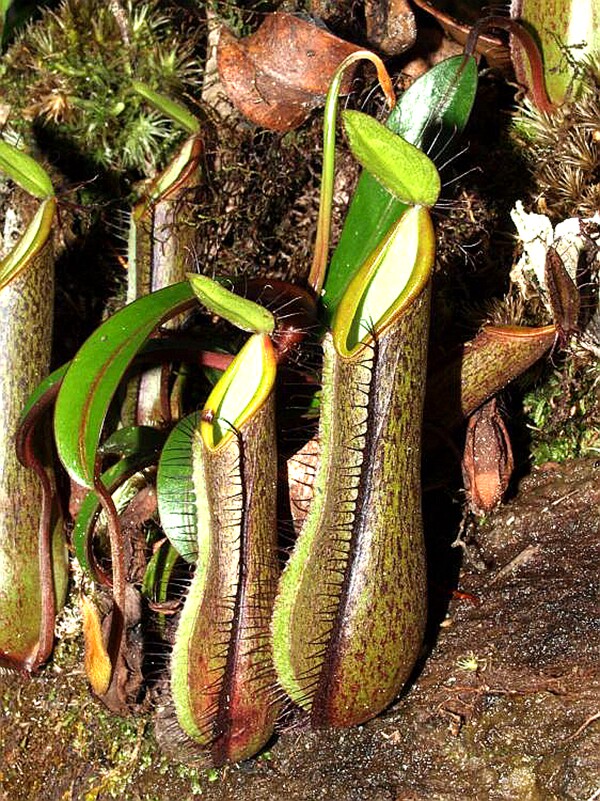 毛盖猪笼草食虫植物漂亮亮可爱的笼子稀有原种绿植