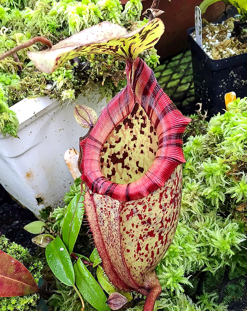 阿里猪笼草食虫植物漂亮亮可爱的笼子稀有rajah绿植