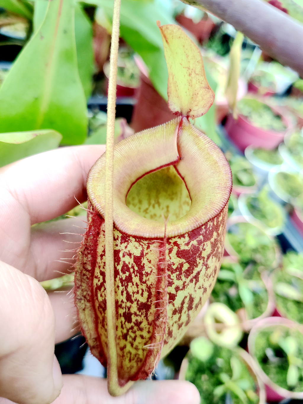 维京海盗苹果king猪笼草食虫植物低地品种非常绿植