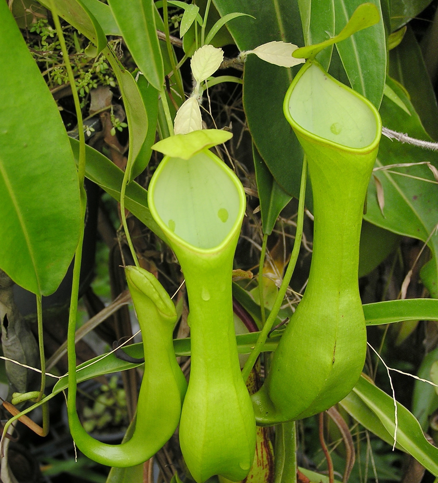盆栽红绿二眼两眼猪笼草食虫植物低地品种奇特绿植