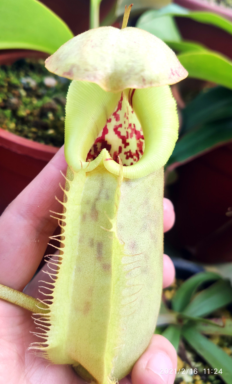 黑宝特交斑豹猪笼草食虫植物robcantleyiburbidgeae巨大稀有绿植