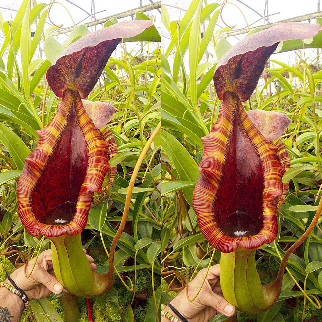 劳氏宝特大花猪笼草梦幻交种lowiitruncatagiant绿植