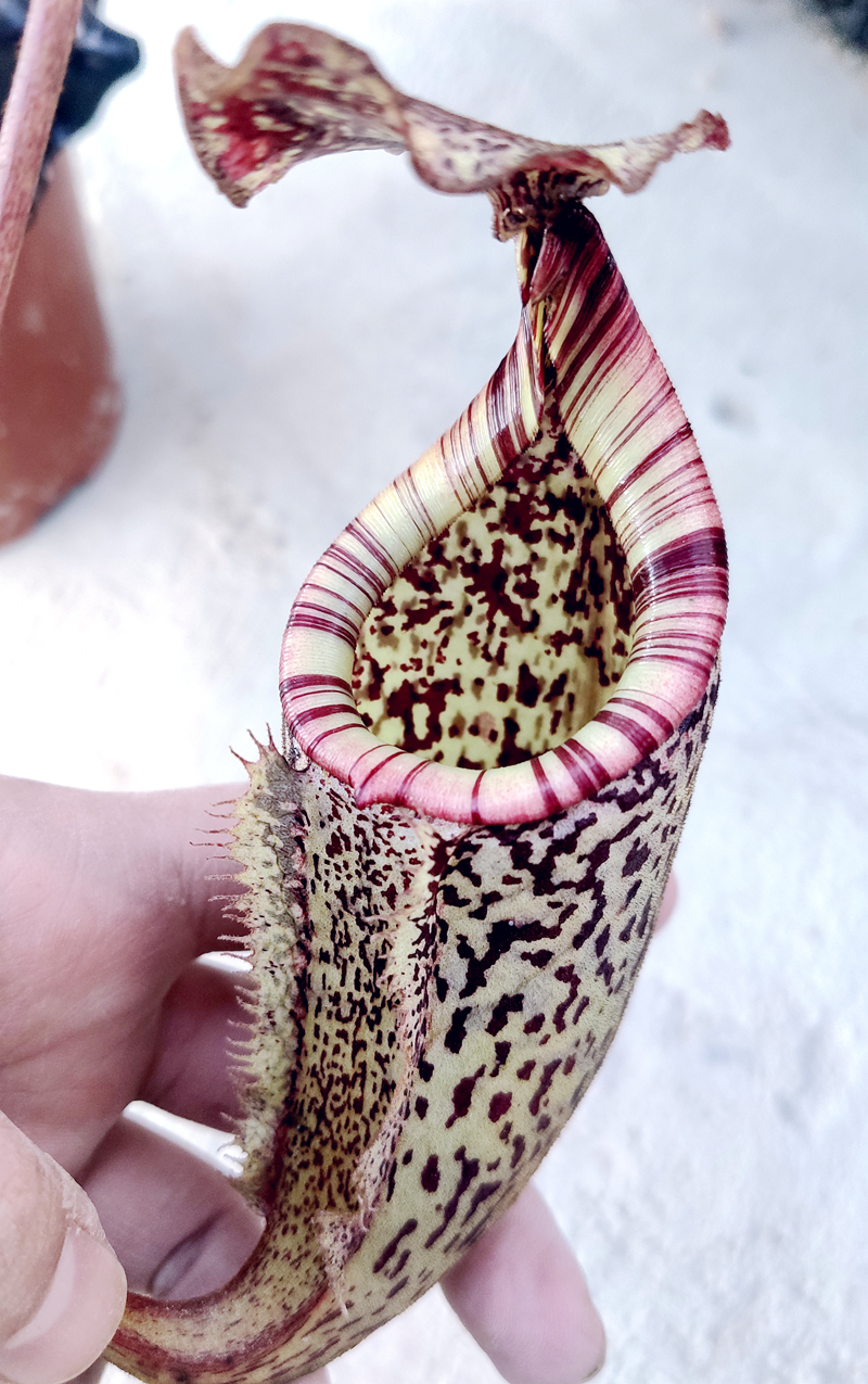 斑豹猪笼草食虫植物高地品种非常可爱激萌漂亮食虫植物