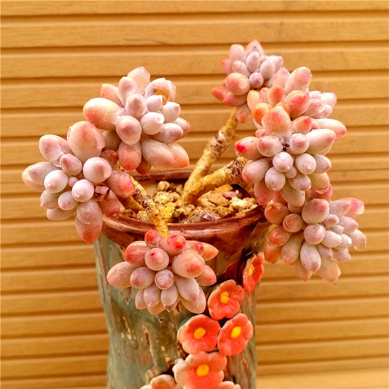 一物一拍迎多进口多肉日系丸叶婴儿手指老桩精养多肉植物