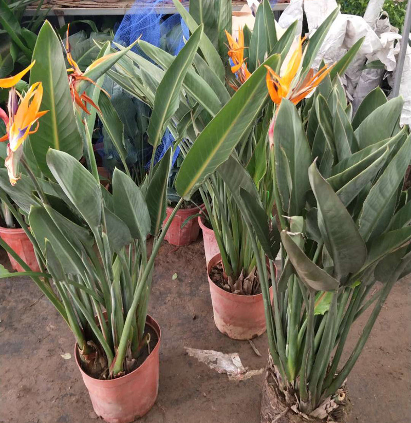 天堂鸟鹤望兰盆栽花苞办公办公室室内大型植物客厅大型绿植