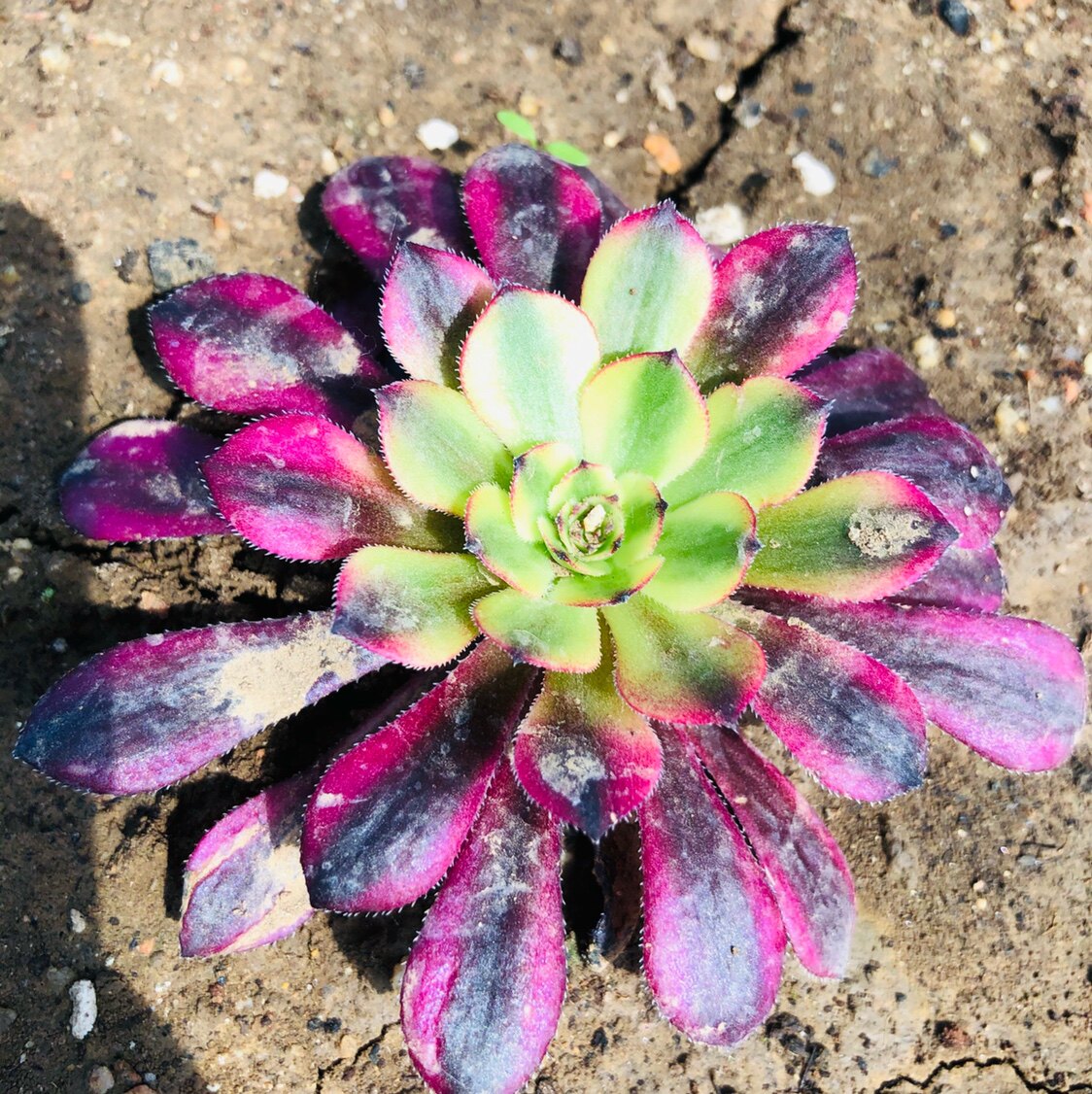 正版美亚娅非红腹轮锦美美杜莎霞光法师红颜三仙多肉植物