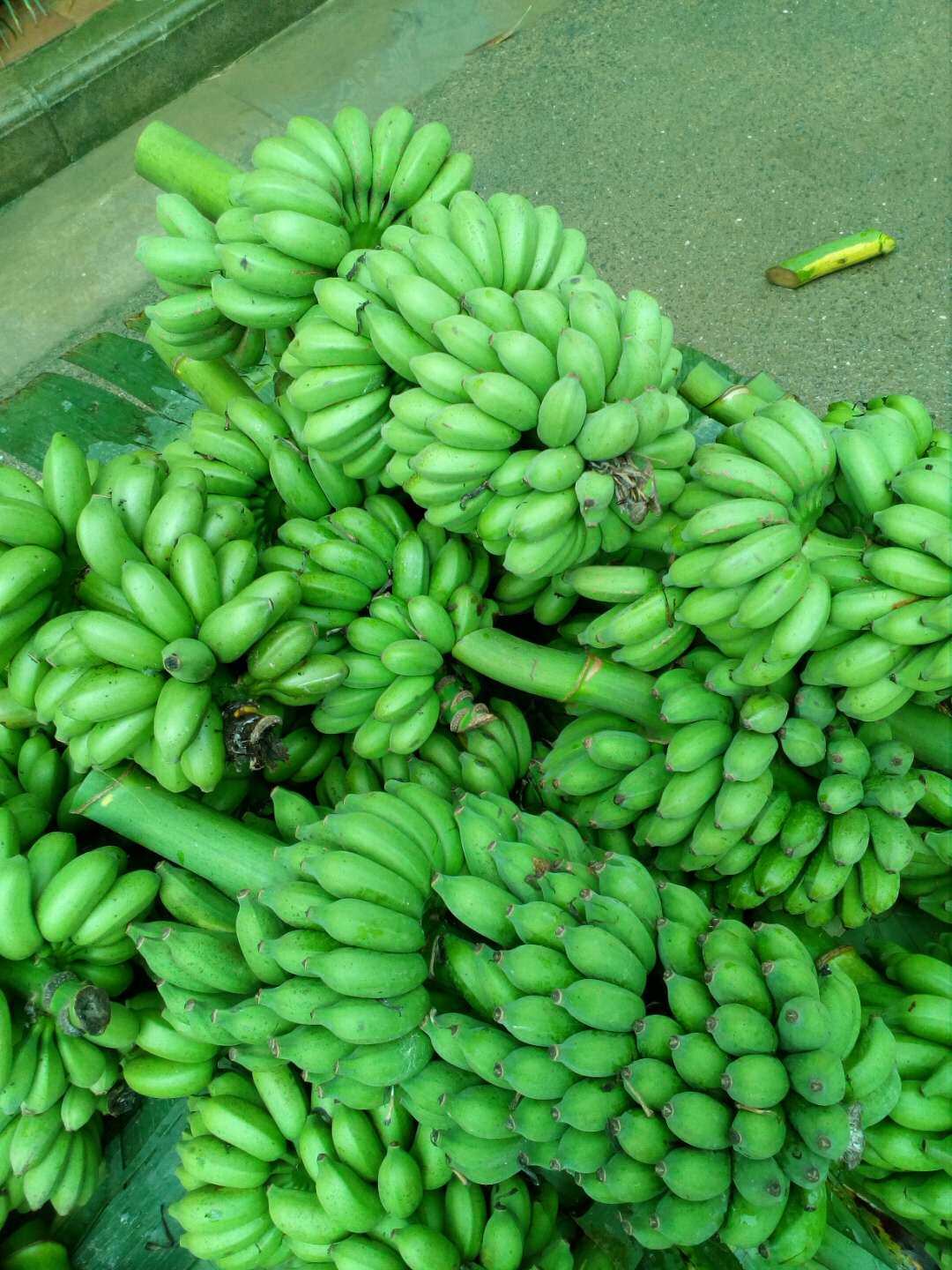 小米米蕉芭蕉广西新鲜水果酸甜香蕉10斤焦非香蕉