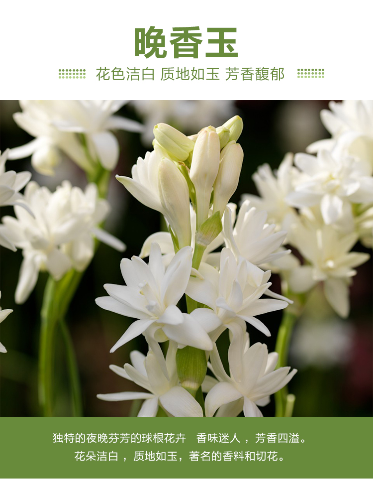 晚香玉种球重瓣室内外盆栽四季开花庭院栀子花杜桑香水植物草花卉_双