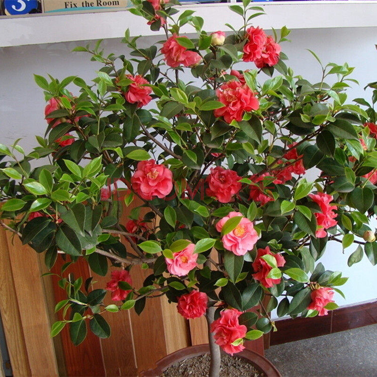 植物盆栽四季茶花山茶花室内外花卉阳台客厅长青花卉